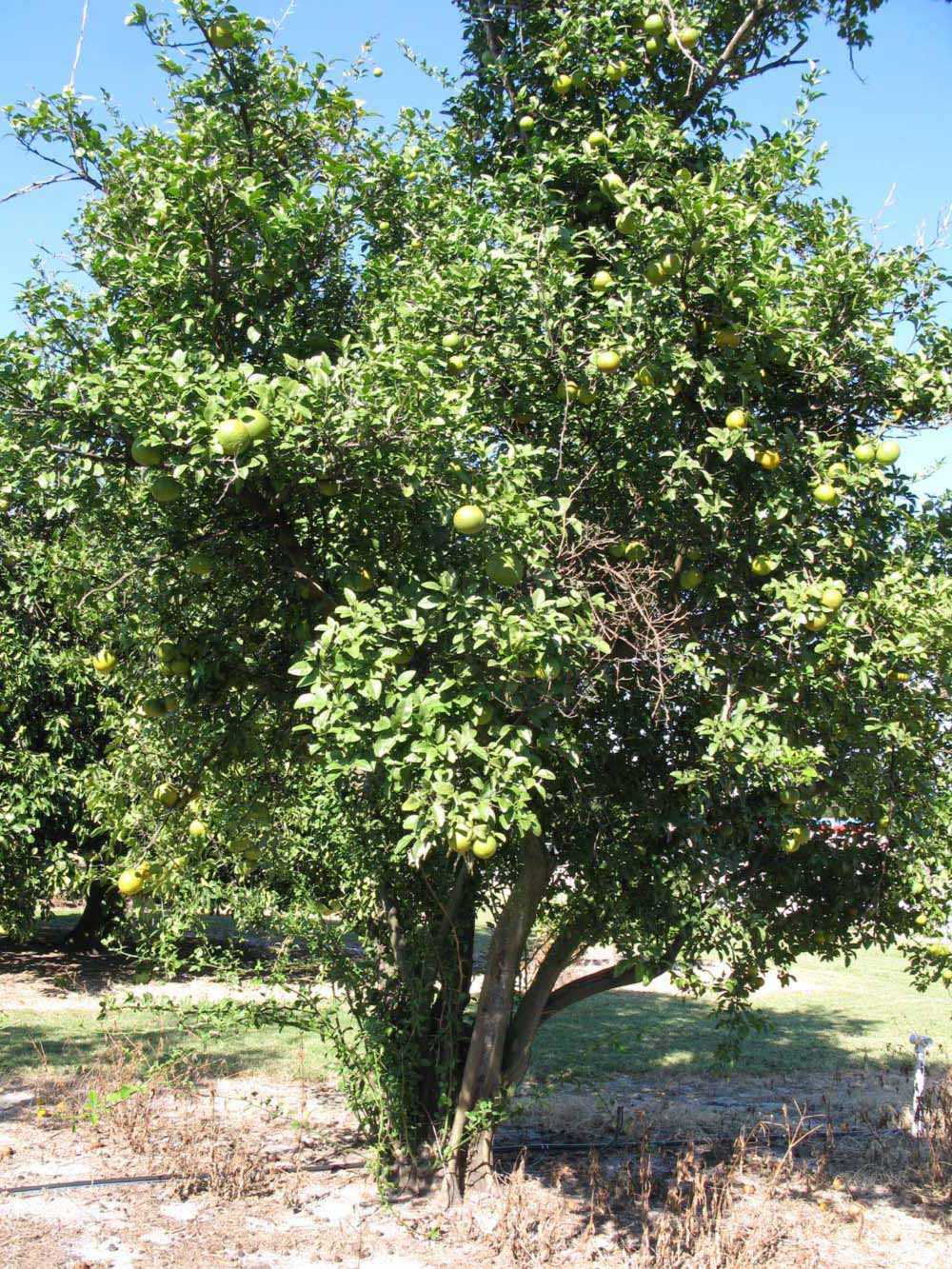            Habit (Winter Haven, FL)   